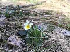 Viola arvensis
