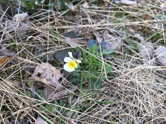 Viola arvensis