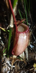 Nepenthes sibuyanensis