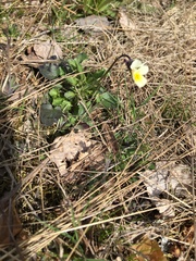 Viola arvensis