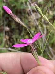 Silene ungeri