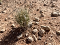 Dasyochloa
