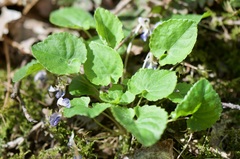 Viola selkirkii