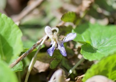 Viola selkirkii