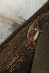 Taphozous mauritianus