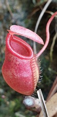 Nepenthes sibuyanensis