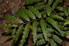 Cupaniopsis baileyana