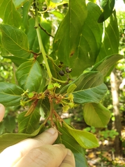 Colubrina arborescens
