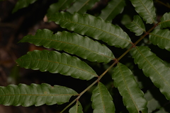 Cupaniopsis baileyana