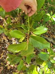 Colubrina arborescens