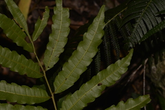 Cupaniopsis baileyana