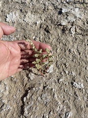 Nitrophila mohavensis