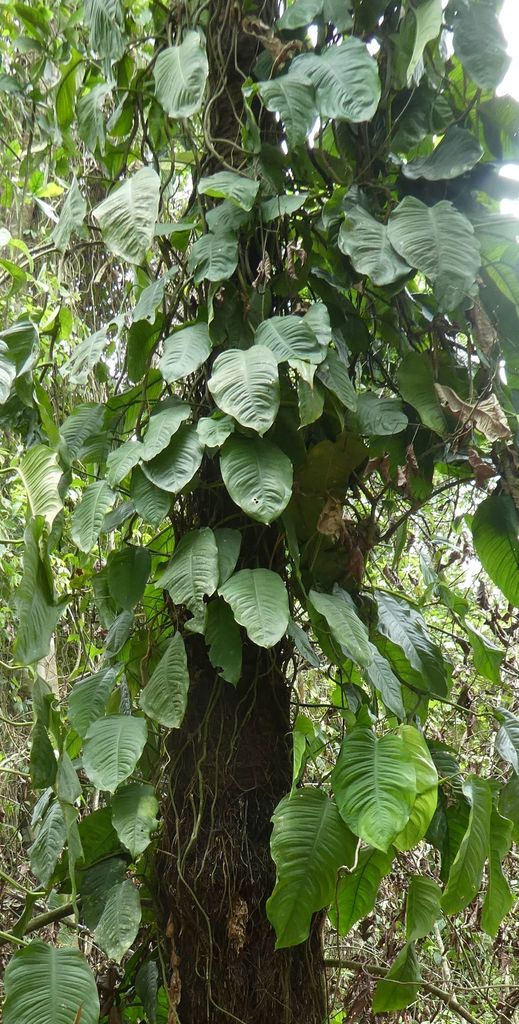 Culcasia angolensis