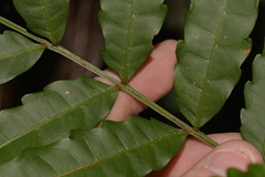 Cupaniopsis baileyana