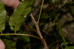 Cupaniopsis baileyana