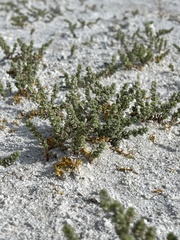 Nitrophila mohavensis