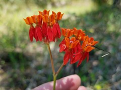 Asclepias lanceolata image