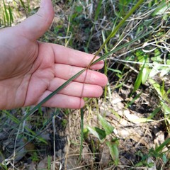 Asclepias lanceolata image