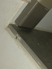 Zosis geniculata