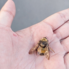 Bombus sporadicus