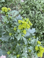 Barbarea vulgaris