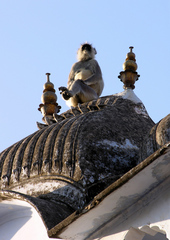 Semnopithecus entellus