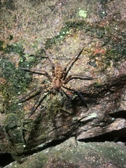 Heteropoda amphora