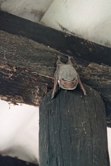 Taphozous mauritianus