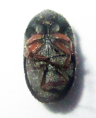 Attagenus kaniai