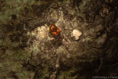 Apteropilo humerofuscus