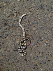 Calliophis intestinalis