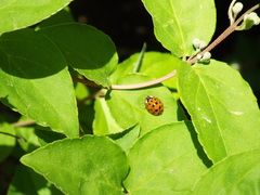 Harmonia axyridis