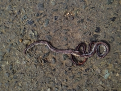 Calliophis intestinalis