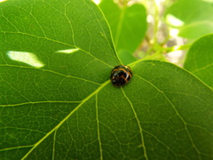 Harmonia axyridis
