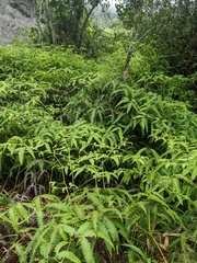 Gleichenella