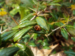 Harmonia axyridis