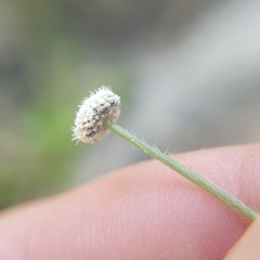 Lachnocaulon