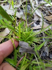 Lachnocaulon