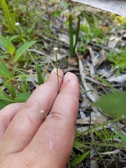 Lachnocaulon