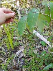 Lachnocaulon