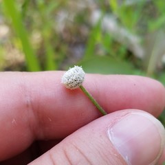 Lachnocaulon