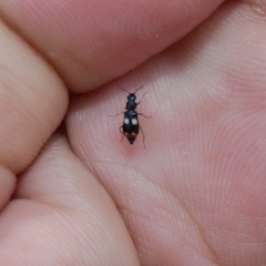 Anthocomus fenestratus