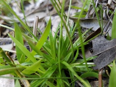 Lachnocaulon