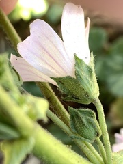 Malva neglecta