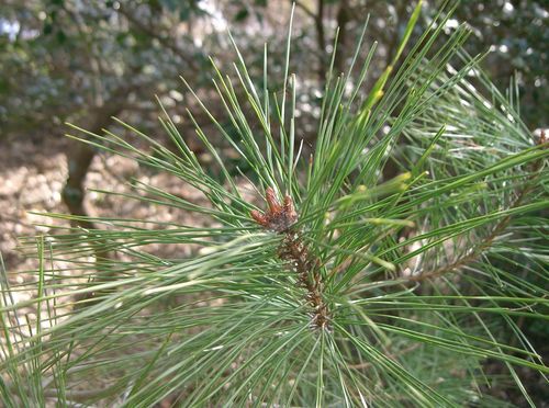 Japanese red pine