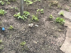 Pheucticus ludovicianus