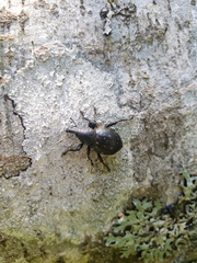 Liparus germanus