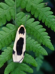 Thysanoptyx incurvata