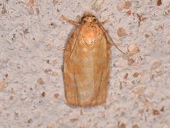 Archips georgiana