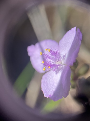 Callisia ornata